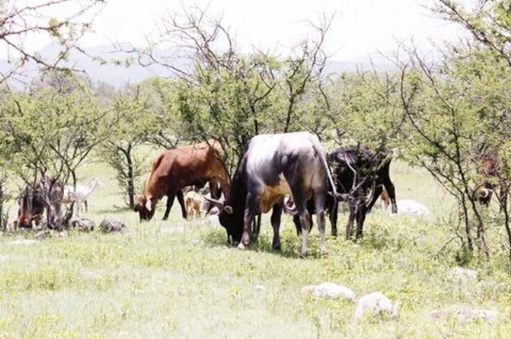 Abigeos atacan de nuevo en La Llave