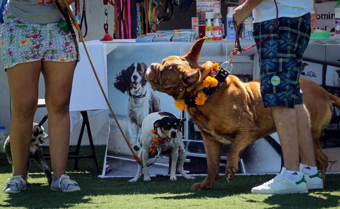 Foto: Archivo. EL UNIVERSAL