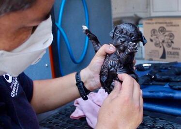 ¡Atención! En medio de la pandemia, perritos buscan hogar 