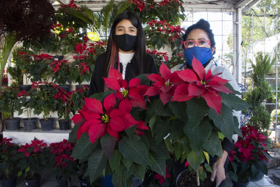 Covid golpea venta de árboles y nochebuena