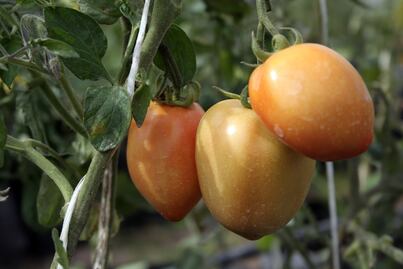 Jitomate, tema pendiente en el pacto México-EU