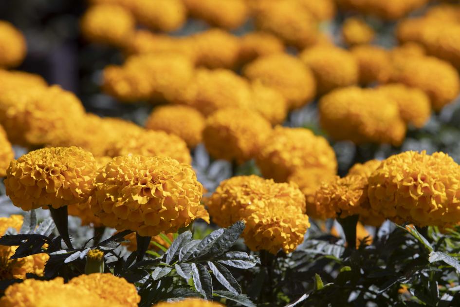 Foto: Demian Chávez