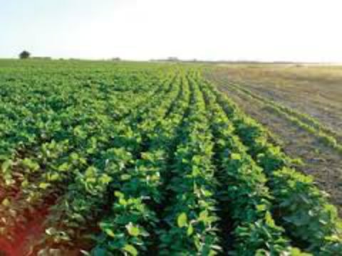 Presentan proyectos productivos rurales