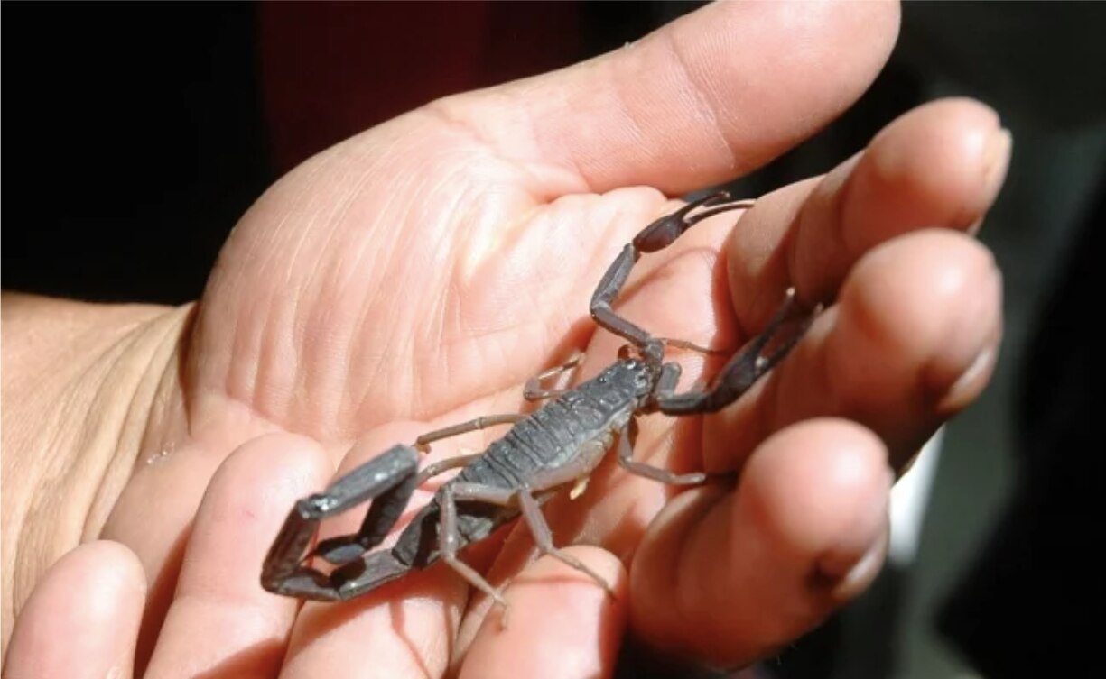 Un investigador muestra un alacrán en el Bioterio del Instituto de Biotecnología en el campus Morelos de la UNAM Foto: El Universal