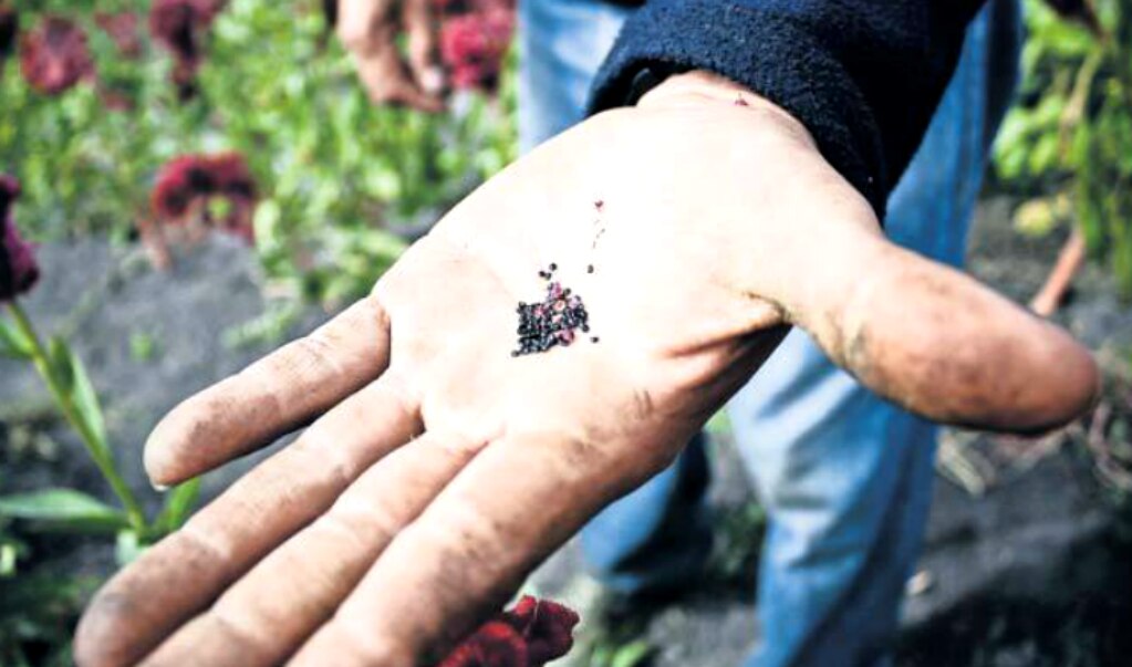 Impulsarán huertos medicinales