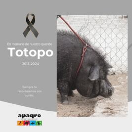 Muere Totopo, un cerdito rescatado por la organización queretana Apaqro