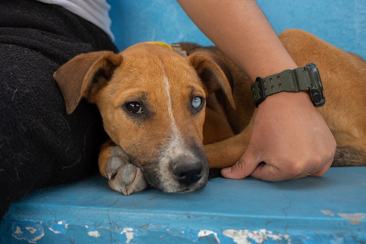 Esterilizan a mascotas en El Marqués