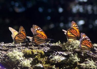 Menor el paso de mariposas monarca