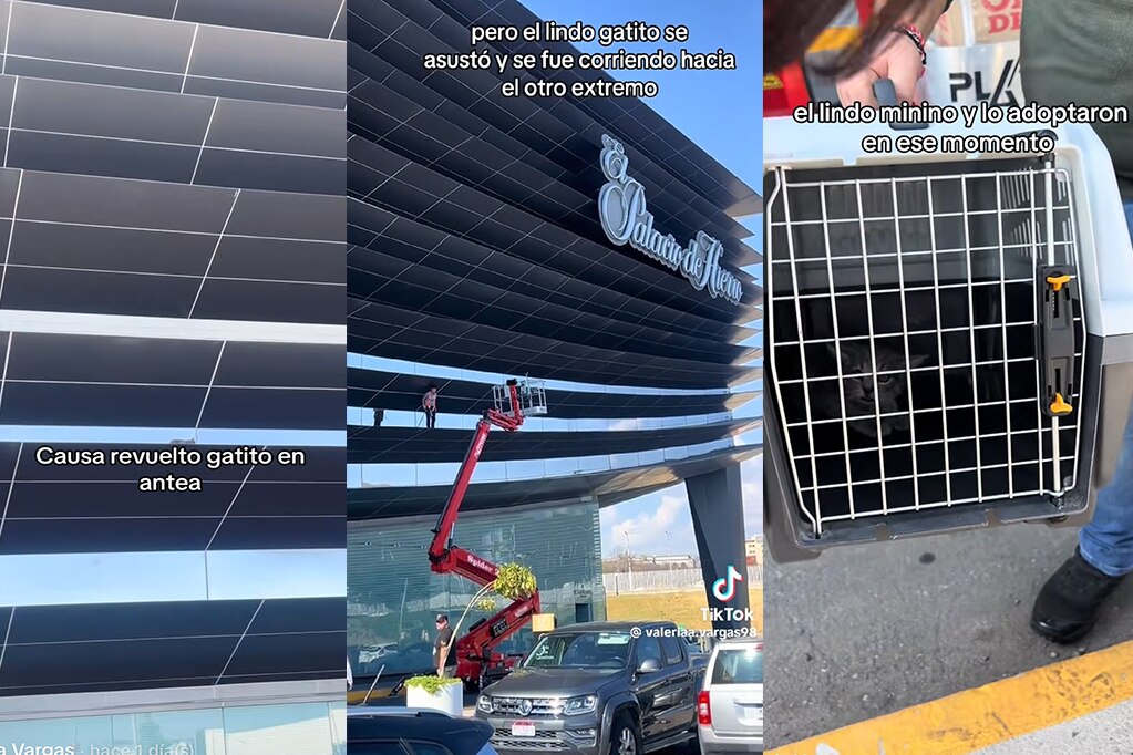 Rescatan a un gatito del techo de Plaza Antea 