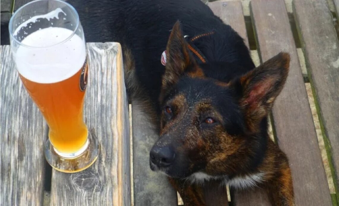 Ya está aquí la chela para tu perro