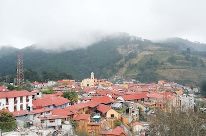 Reforestarán entidad con 80 mil árboles