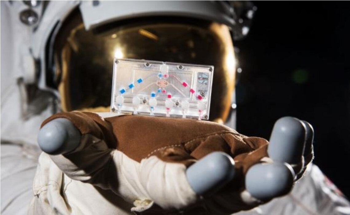 Enviarán al espacio tejido humano en chips