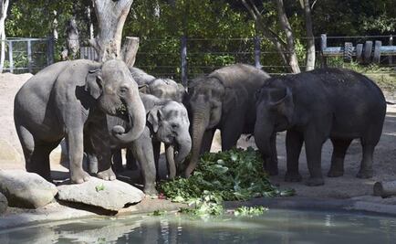 Utilizan estiércol de elefante para fabricar papel sostenible