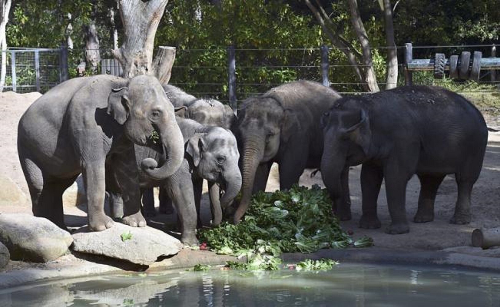 Utilizan estiércol de elefante para fabricar papel sostenible