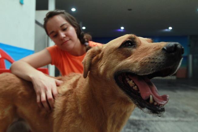 Capital tendrá una Dirección de Protección Animal