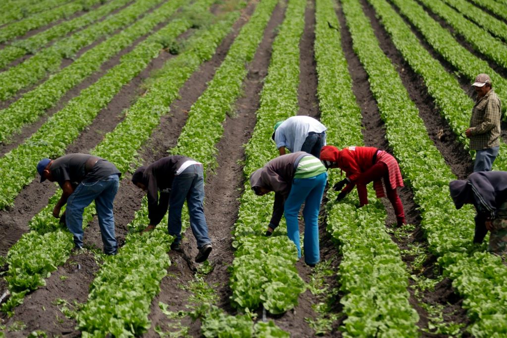 Plantean masificar la agricultura protegida en Querétaro