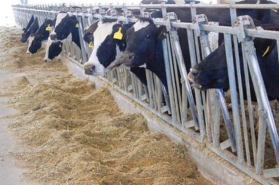 Ganaderos prevén crecer con reformas