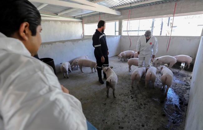 Supervisa rectora de la UAQ la llegada de 31 porcinos