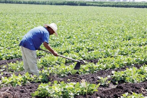 Ven crecimiento en sector agropecuario