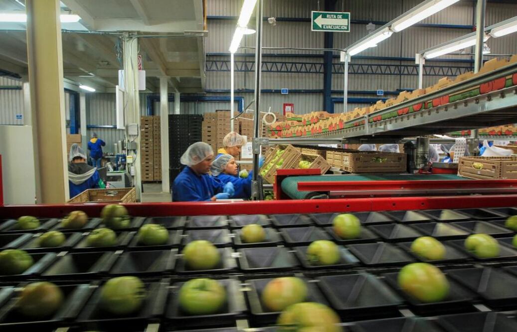 Recorrer la empresa Agros Tomate es como moverse dentro de un aeropuerto, un lugar donde la maquinaria pesada siempre lleva preferencia y los trabajadores se hacen a un lado para que circulen carros cargados de jitomates.
