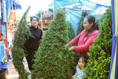 “Querétaro sí consume árboles de Navidad”