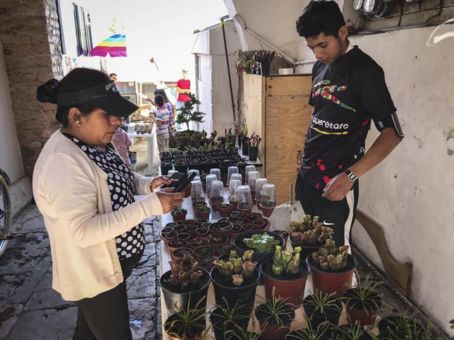 Ricardo Nieves no sólo vende plantas carnívoras, también vende conocimiento, porque cuando las personas compran uno de estos cultivos aprenden a cuidarlos, conocen la especie y al mismo tiempo difunden su aprendizaje.
