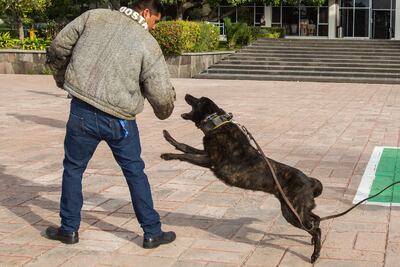 Trabajo en equipo. Binomios caninos velan por la UAQ
