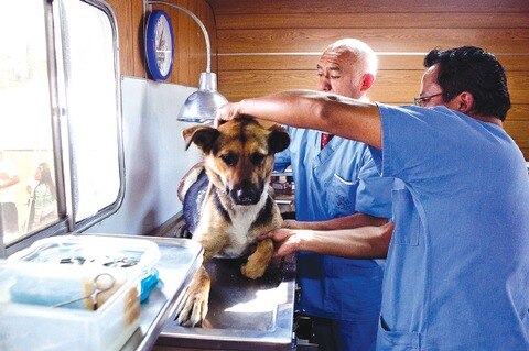 Rescate de animales callejeros