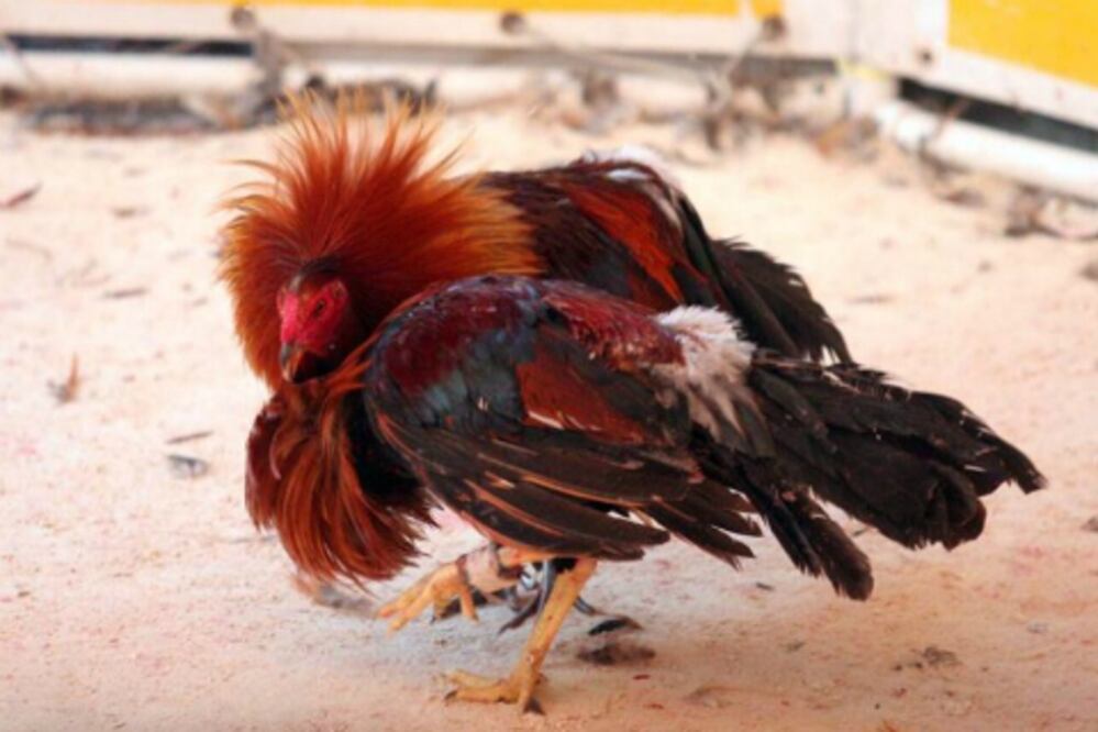 Clausuran Pelea de Gallos Clandestina