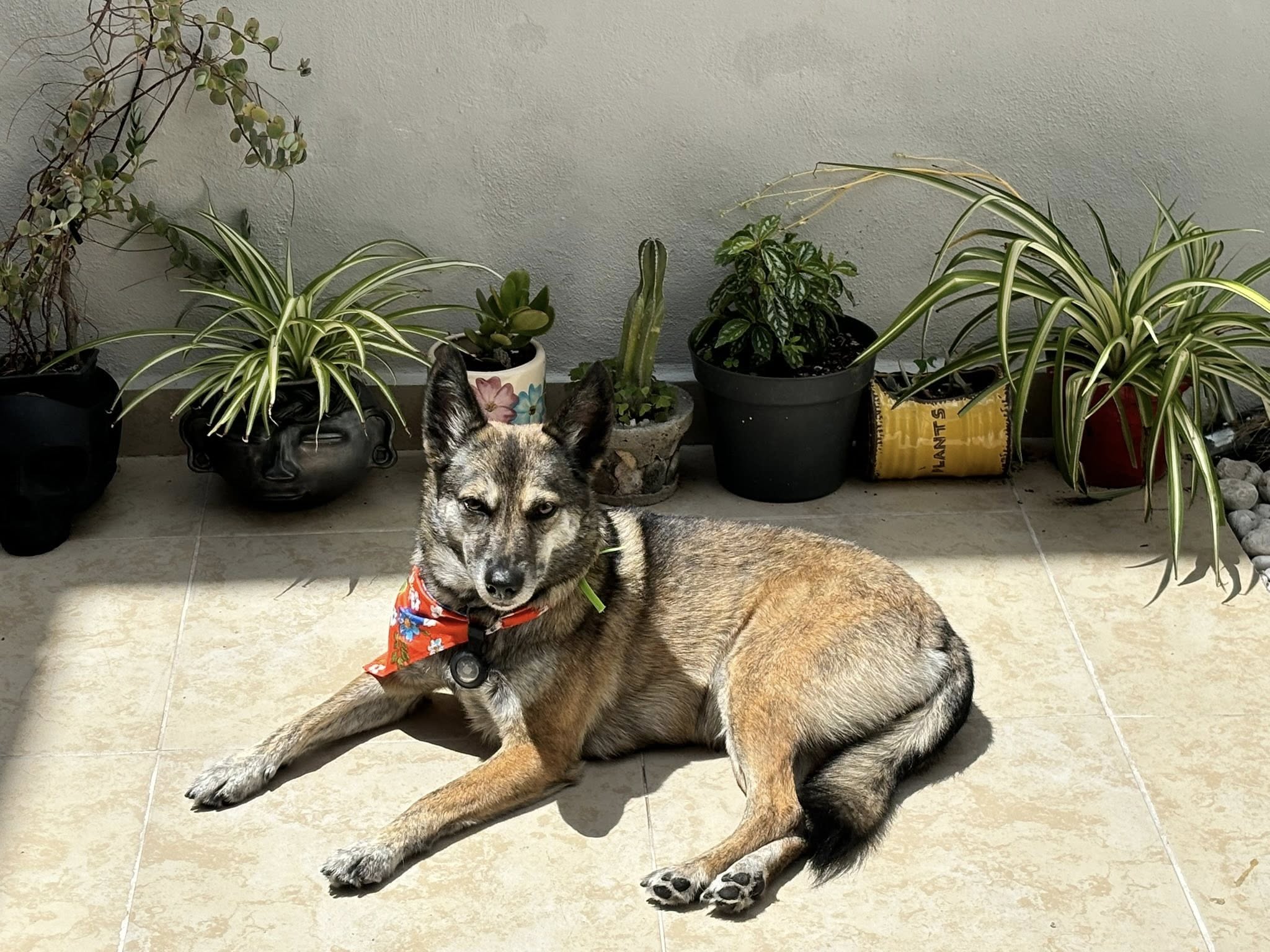 Buscan a la perrita Ramona en Querétaro; se escapó el 10 de septiembre