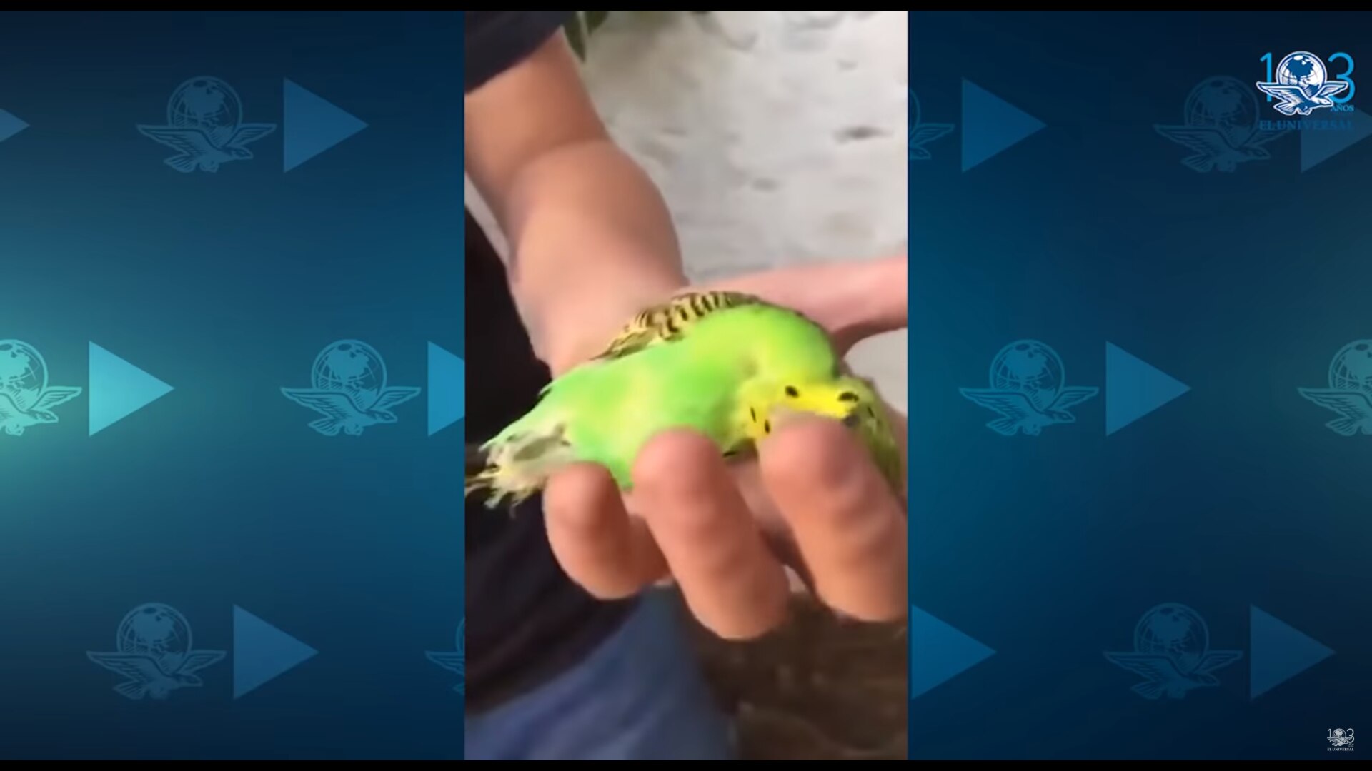 "Chimuelo", el primer viral de 2019