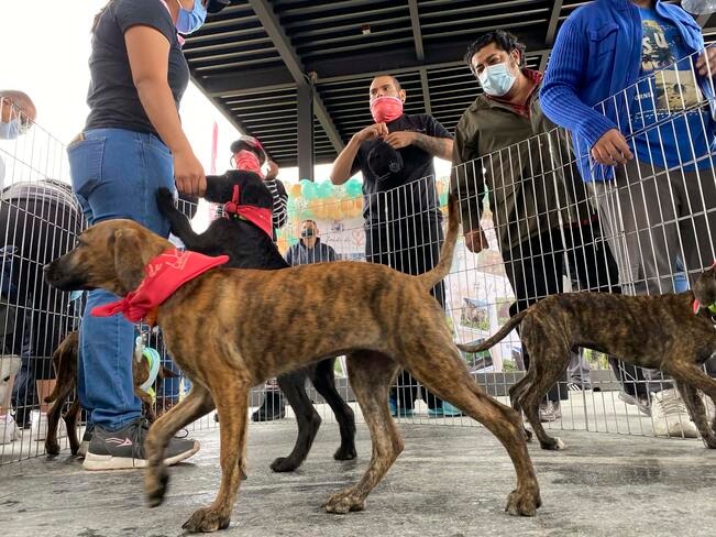 Ahora podrás adoptar perritos en plazas comerciales