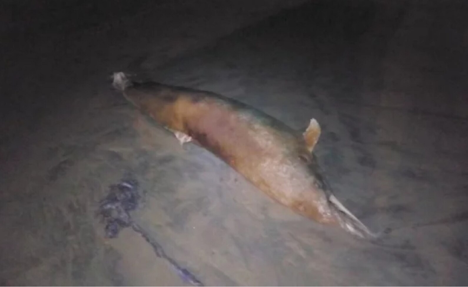 Hallan decenas de tortugas y un delfín muertos en varias playas