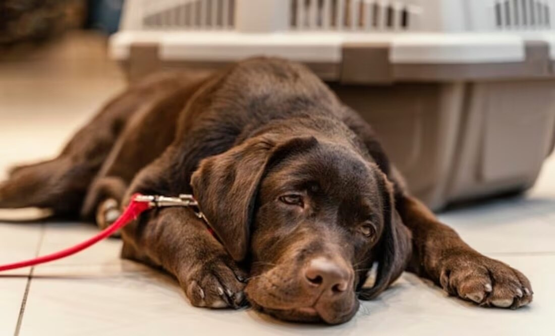 ¿Qué significa el vómito amarillo en los perros?; cuida la salud de tus mascotas