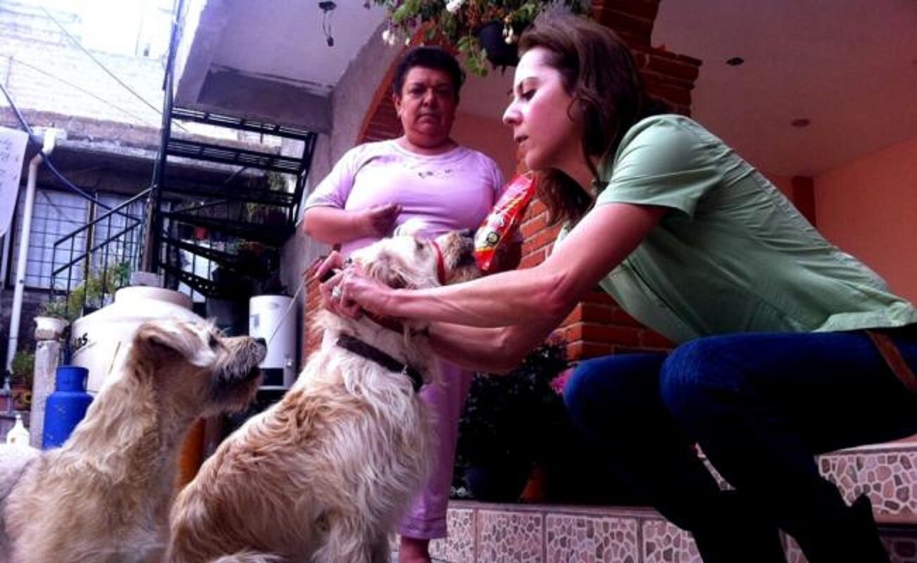 ¿Un año humano equivale a siete de un perro? Esto dice la ciencia