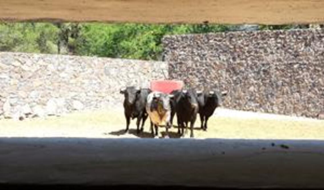 Bravura y casta en corrida