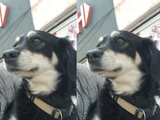 Buscan al perrito Coco en Querétaro; se extravió el 24 de diciembre