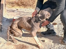 Rescatan a perrito en malas condiciones tras denuncia ciudadana en El Marqués