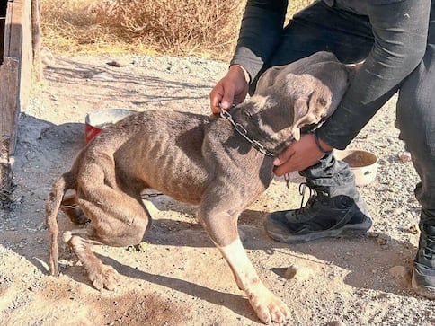 Rescatan a perrito en malas condiciones tras denuncia ciudadana en El Marqués