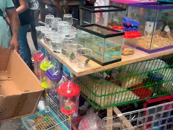 Aseguran 22 ejemplares de fauna silvestre en mercado de Querétaro; varias especies están protegidas