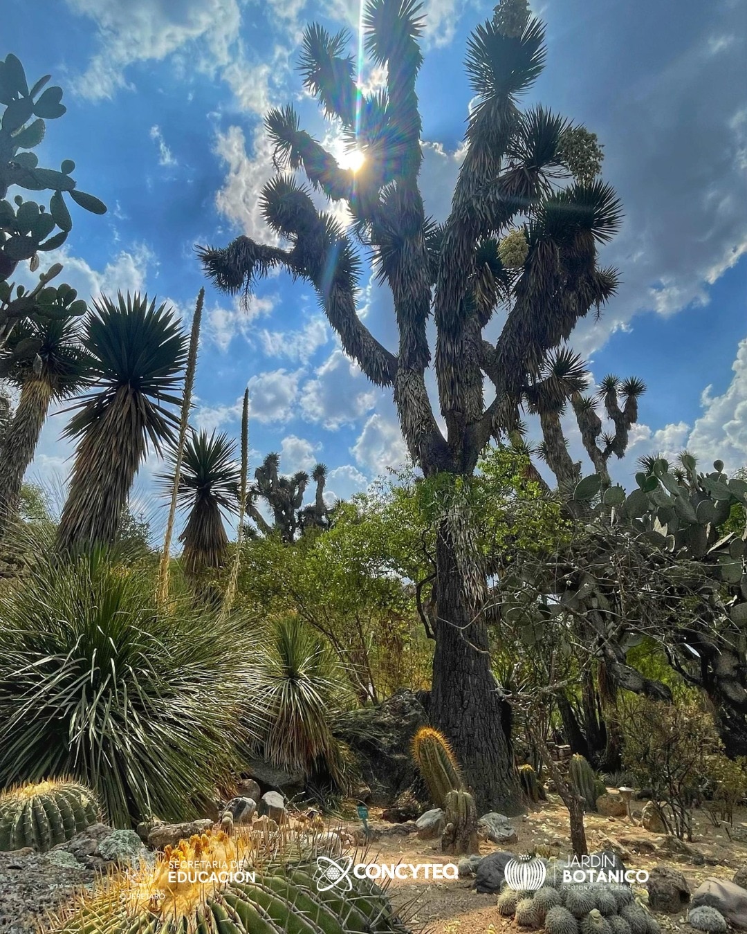 Foto: Facebook Jardín Botánico Regional de Cadereyta.