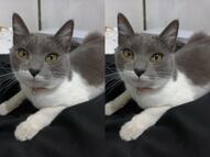 Buscan a la gatita Hada en Querétaro; fue vista por última vez el 21 de febrero