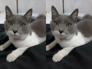 Buscan a la gatita Hada en Querétaro; fue vista por última vez el 21 de febrero