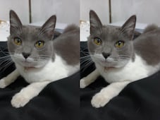 Buscan a la gatita Hada en Querétaro; fue vista por última vez el 21 de febrero