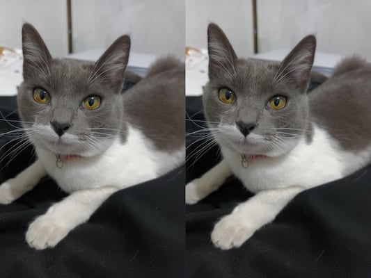 Buscan a la gatita Hada en Querétaro; fue vista por última vez el 21 de febrero