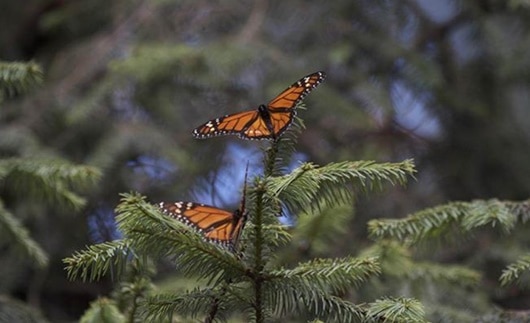 Reforzarán protección de mariposa monarca