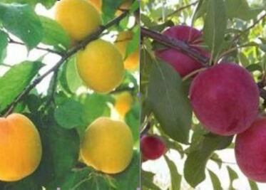 Se incorporarán nuevas variedades de frutales al estado