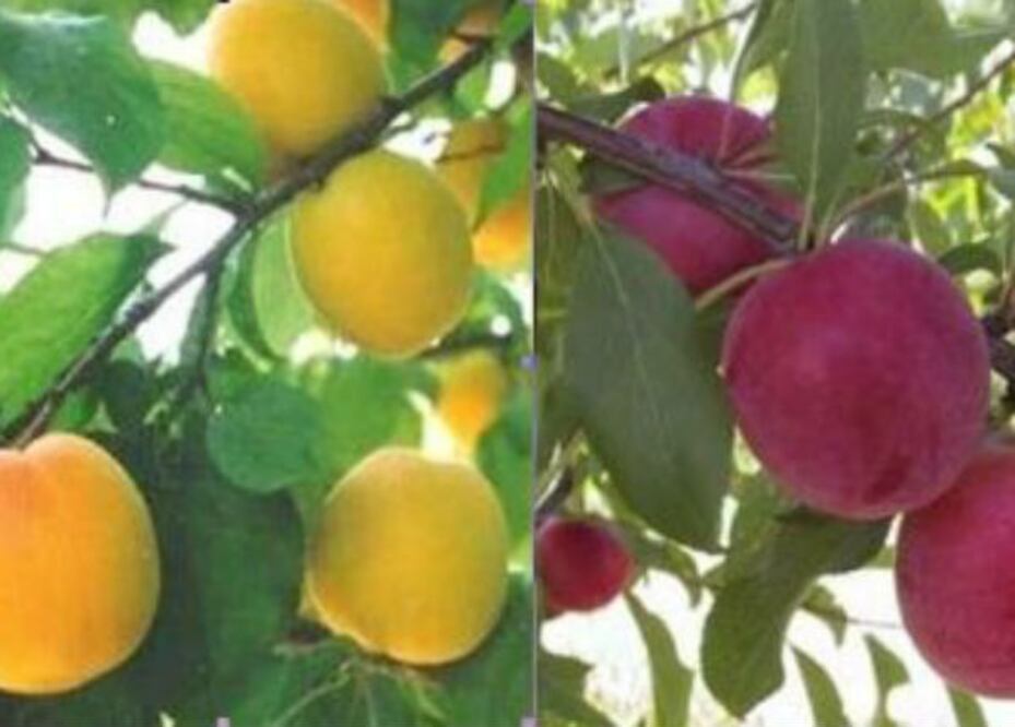 Se incorporarán nuevas variedades de frutales al estado