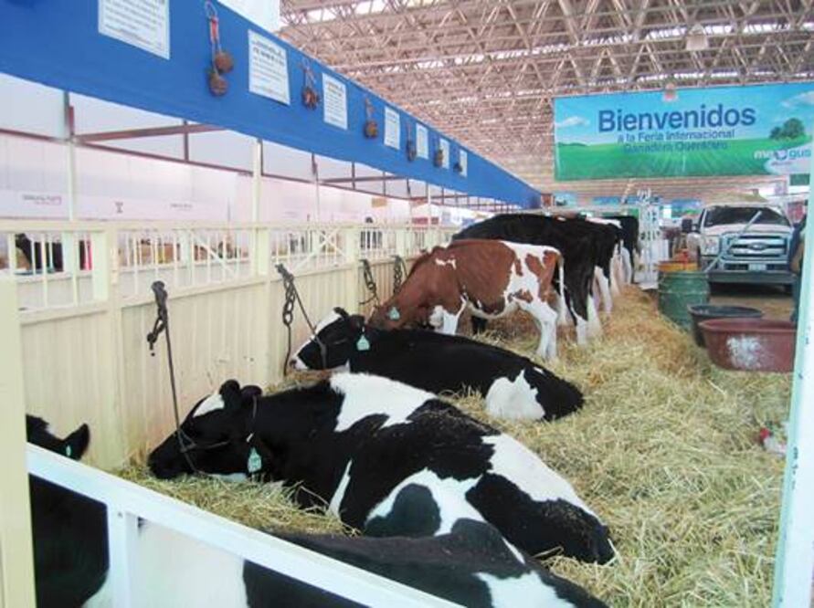 Se cotizan los ejemplares vacunos