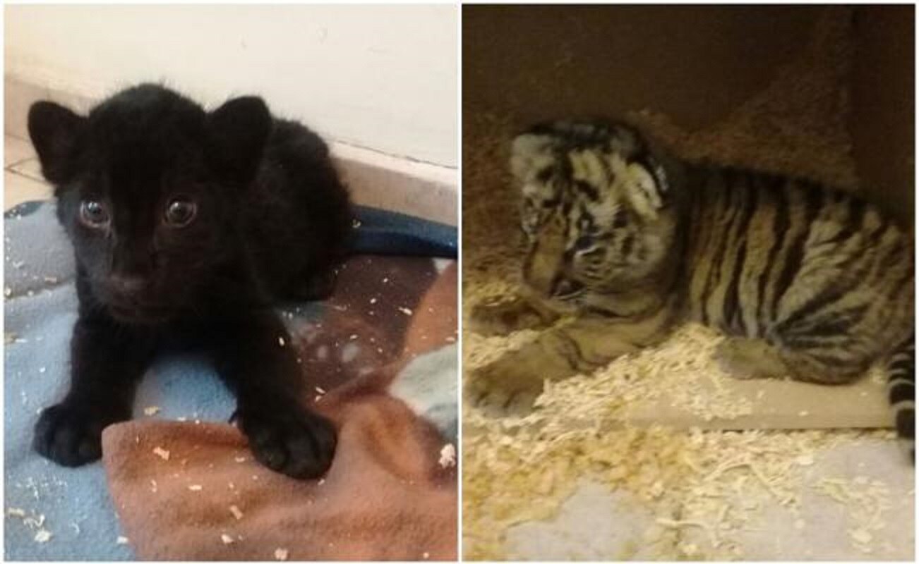 Profepa asegura dos crías de tigre y jaguar en el aeropuerto de Tijuana